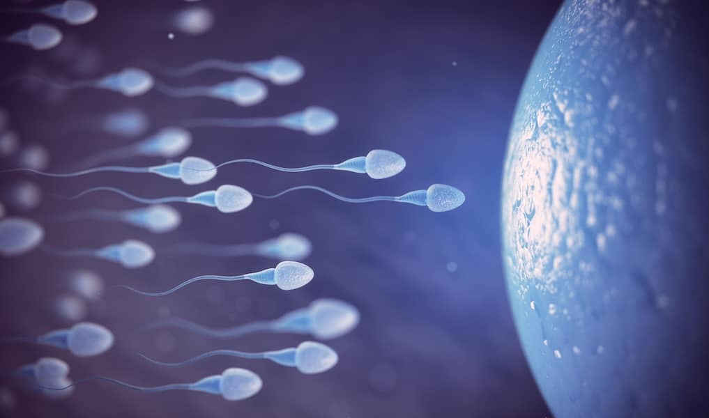 sperm counts